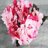 Hydrangea Bunch (#2068) Pink Duo