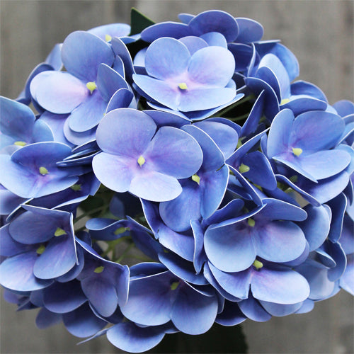 Hydrangea Stem (#1098) Blue Hydrangea Stem (#1098) Blue