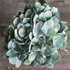 Hydrangea Stem (#1098) Green