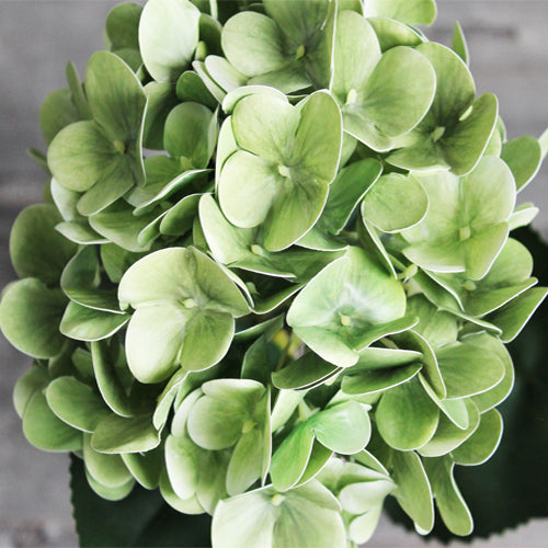 Hydrangea Stem (#1098) Turquoise