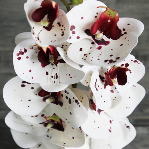 Orchid (#1095) Spotted White Orchid (#1095) Spotted White