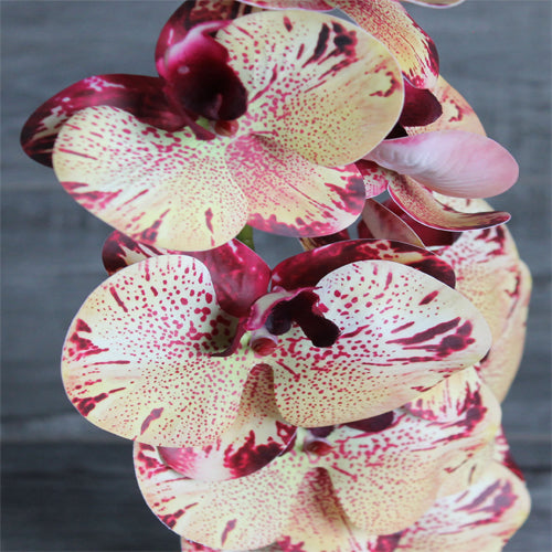 Orchid (#1095) Spotted Yellow Orchid (#1095) Spotted Yellow