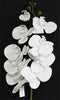 Orchid (#1095) White