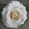 Velvet Rose Stem (#1011) Cream