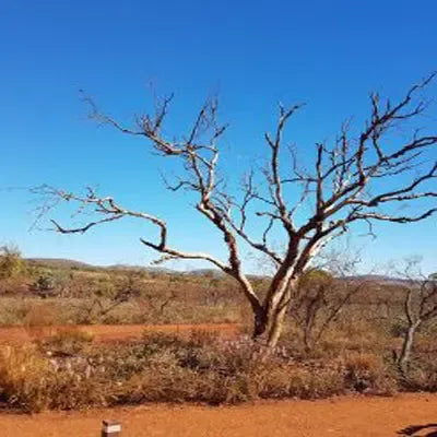 AUSTRALIAN SANDALWOOD FRAGRANCE OIL AUSTRALIAN SANDALWOOD FRAGRANCE OIL