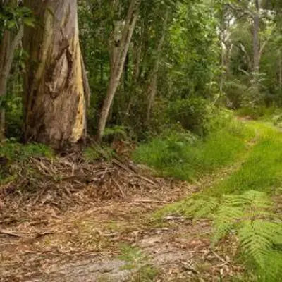 AUSTRALIAN BUSH FRAGRANCE OIL