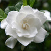 GARDENIA FRAGRANCE OIL