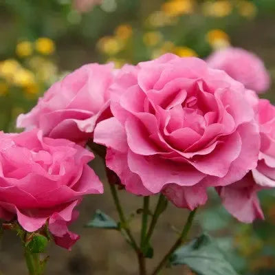 Bulgarian Rose Fragrance Oil – floral scent for candles and diffusers