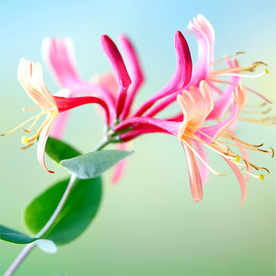 Japanese Honeysuckle Fragrance Oil – floral scent for candles and diffusers