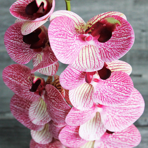 Orchid (#1095) Fuchsia Stripes