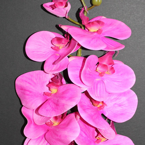 Orchid (#1095) Hot Pink