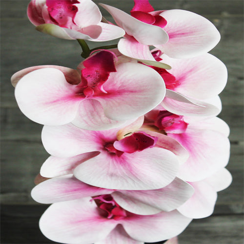Orchid (#1095) Pink