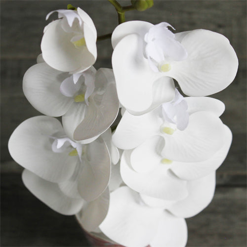 Orchid (#1095) White