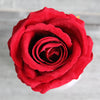 Velvet Rose Stem (#1011) Red