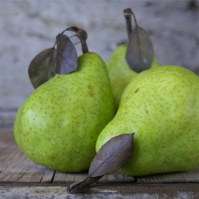 French Pear Fragrance Oil – fruity scent for candles and diffusers