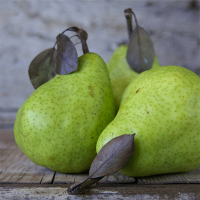 FRENCH PEAR FRAGRANCE OIL