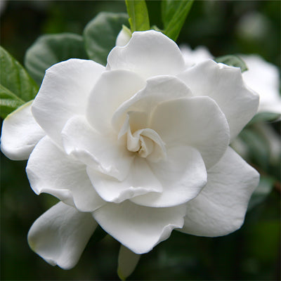 Gardenia Fragrance Oil – floral scent for candles and diffusers