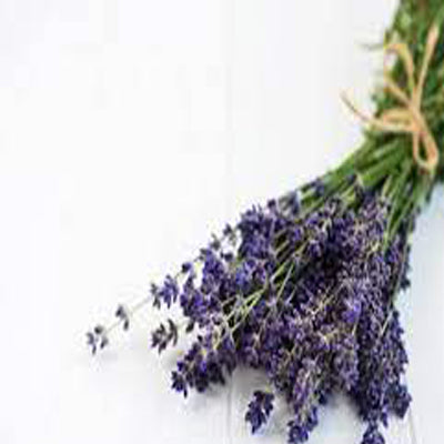 Lavender Fragrance Oil – floral scent for candles and diffusers