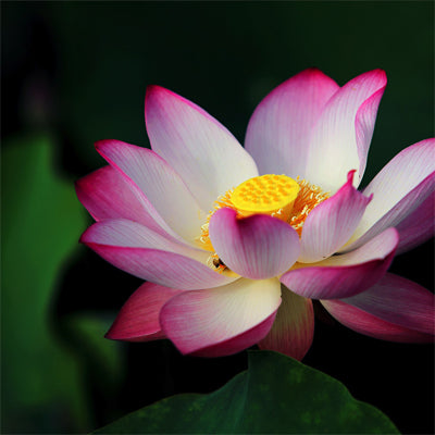 Lotus Flower Fragrance Oil – floral scent for candles and diffusers