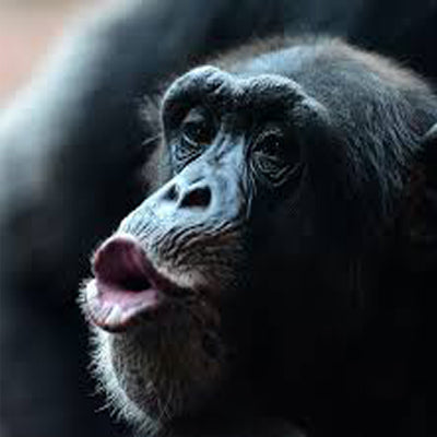 Monkey Farts Fragrance Oil – fruity scent for candles and diffusers