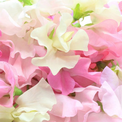 SWEET PEA & JASMIN FRAGRANCE OIL