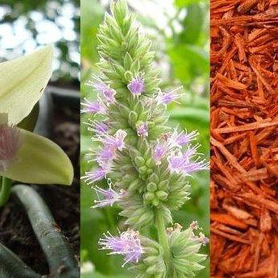 Vanilla Patchouli & Sandalwood Fragrance Oil – amber scent for candles and diffusers