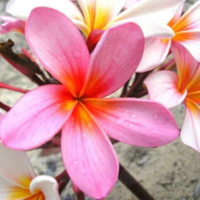 WILD FRANGIPANI FRAGRANCE OIL